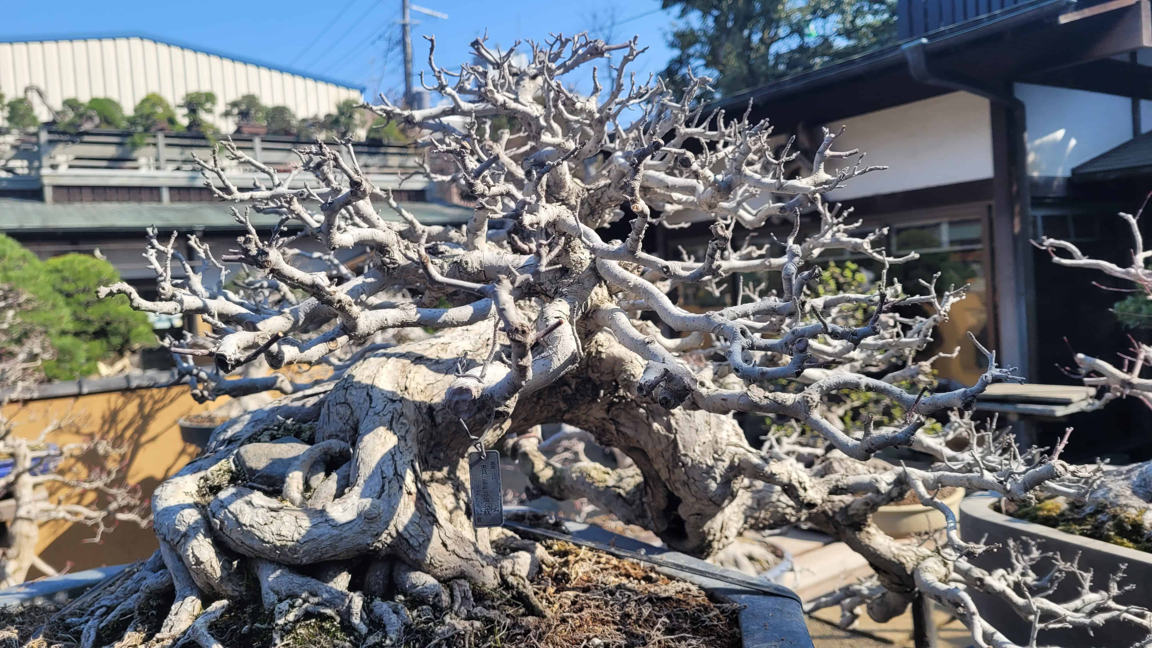 An interesting unknown bonsai tree from unknown in Japan