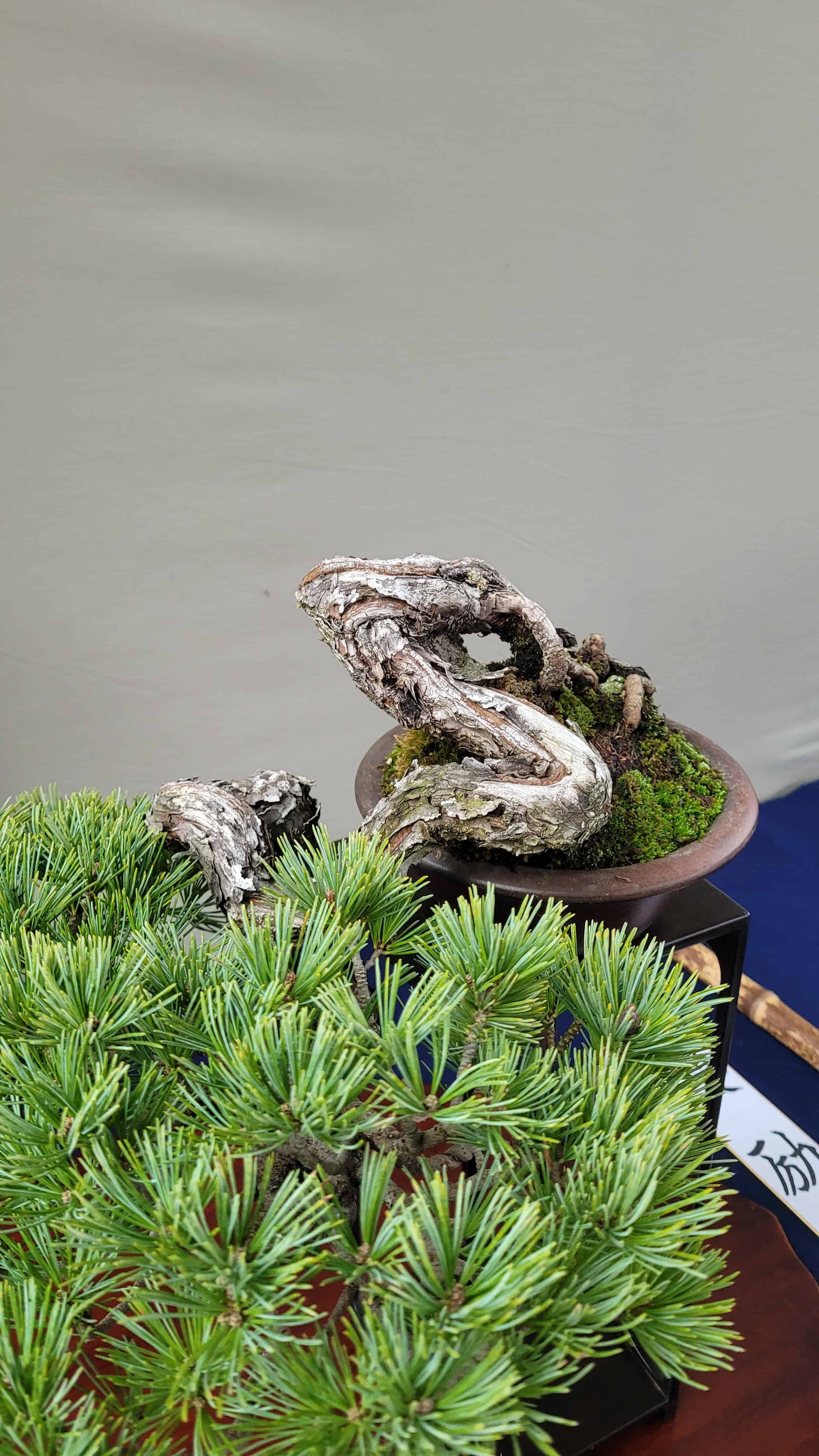 An interesting unknown bonsai tree from unknown in Japan